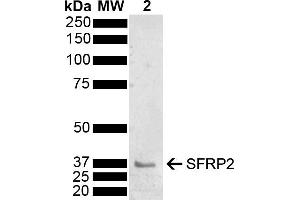 Western blot analysis of Mouse Brain showing detection of 33. (SFRP2 antibody  (AA 195-295) (PerCP))