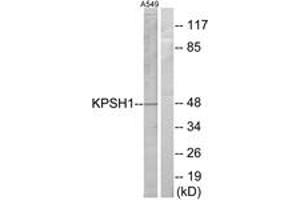 Western Blotting (WB) image for anti-Protein Serine Kinase H1 (PSKH1) (AA 261-310) antibody (ABIN2889391)