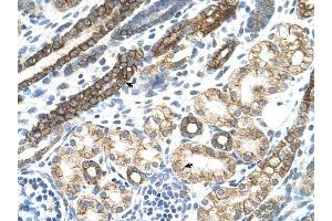 Cytokeratin 8 antibody was used for immunohistochemistry at a concentration of 4-8 ug/ml to stain Epithelial cells of renal tubule (arrows) in Human Kidney. (KRT8 antibody  (N-Term))