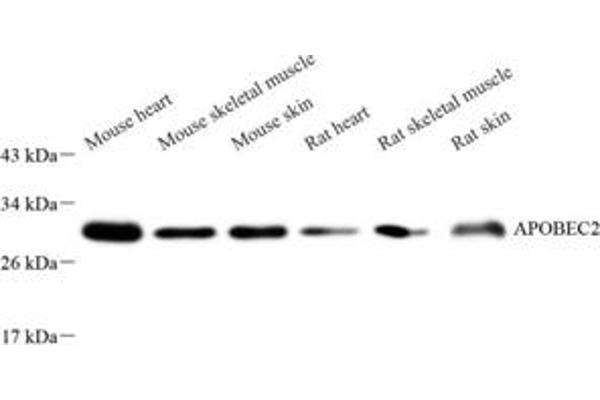 APOBEC2 antibody