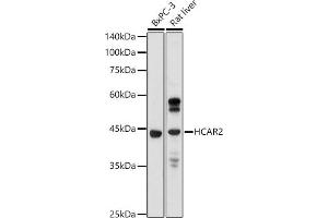 Western blot analysis of extracts of various cell lines, using GPR109A/HM74A/HC antibody (ABIN7267804) at 1:1000 dilution. (HCAR2 antibody  (AA 250-350))