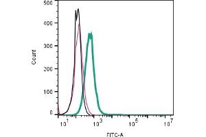 anti-KISS1 Receptor (KISS1R) (AA 292-305), (Extracellular) antibody (FITC)