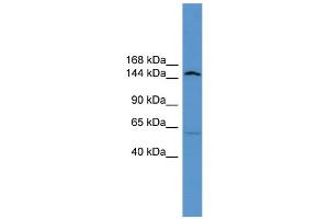 WB Suggested Anti-Atp10d Antibody Titration:  0.