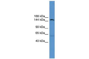 WB Suggested Anti-Atp10d Antibody Titration:  0. (ATP10D antibody  (Middle Region))
