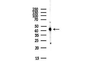 anti-Sphingosine-1-Phosphate Receptor 1 (S1PR1) (Internal Region) antibody