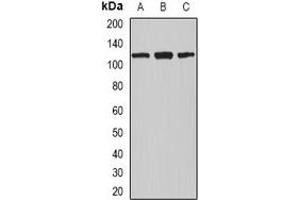 Western blot analysis of Nucleolin expression in MCF7 (A), A549 (B), THP1 (C) whole cell lysates. (Nucleolin antibody)