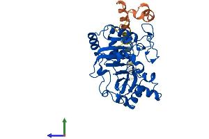 Protein Structure (PS) image for ST8 alpha-N-Acetyl-Neuraminide alpha-2,8-Sialyltransferase 4 (ST8SIA4) (AA 1-359) protein (His tag) (ABIN7557852)