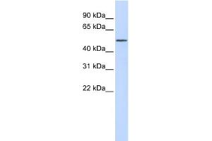 RORA antibody  (Middle Region)