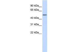 WB Suggested Anti-RORA Antibody Titration:  0. (RORA antibody  (Middle Region))