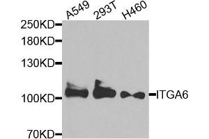 Western blot analysis of extracts of various cells, using ITGA6 antibody. (ITGA6 antibody)