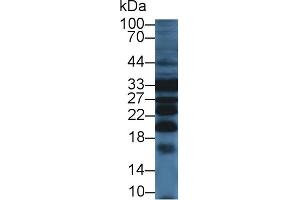 Detection of PRDX4 in Mouse Liver lysate using Polyclonal Antibody to Peroxiredoxin 4 (PRDX4) (Peroxiredoxin 4 antibody  (AA 14-258))