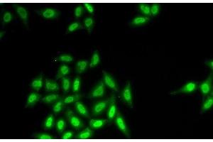 Immunofluorescence analysis of HeLa cells using SETMAR Polyclonal Antibody (SETMAR antibody)