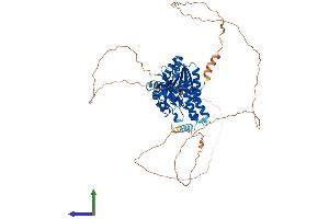 AlphaFold protein structure predicition of Mouse Recombinant Cdyl Protein, UniprotID Q9WTK2 (CDYL Protein (AA 1-593) (His tag))