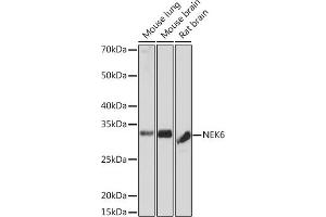 Western blot analysis of extracts of various cell lines, using NEK6 Rabbit mAb (ABIN7268916) at 1:1000 dilution. (NEK6 antibody)