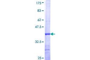 FUT2 Protein (AA 51-150) (GST tag)