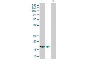 Western Blot analysis of XAGE2 expression in transfected 293T cell line by XAGE2 MaxPab polyclonal antibody. (XAGE2 antibody  (AA 1-111))