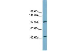 Image no. 1 for anti-Itchy E3 Ubiquitin Protein Ligase Homolog (ITCH) (AA 143-192) antibody (ABIN6743170) (ITCH antibody  (AA 143-192))