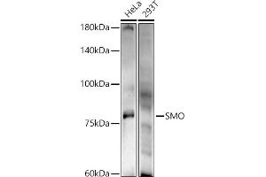 Western blot analysis of extracts of various cell lines, using SMO antibody (ABIN6130715, ABIN6148140, ABIN6148141 and ABIN6220185) at 1:500 dilution. (SMO antibody  (AA 554-787))
