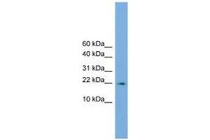 Image no. 1 for anti-Peptidylprolyl Isomerase (Cyclophilin)-Like 3 (PPIL3) (AA 35-84) antibody (ABIN6744906) (PPIL3 antibody  (AA 35-84))