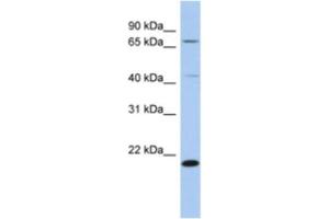 Western Blotting (WB) image for anti-Adenosylmethionine Decarboxylase 1 (AMD1) antibody (ABIN2463936) (AMD1 antibody)