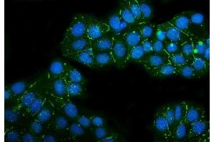 IF analysis of Claudin 3/CLDN3 using anti-Claudin 3/CLDN3 antibody (ABIN7599626).