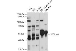 Western blot analysis of extracts of various cell lines, using SEC61 antibody (1658) at 1:3000 dilution. (SEC61A1 antibody  (AA 310-420))