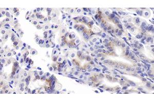 Detection of PEDF in Mouse Stomach Tissue using Monoclonal Antibody to Pigment Epithelium Derived Factor (PEDF) (PEDF antibody  (AA 19-417))
