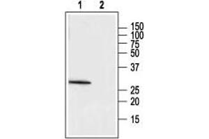 Western blot analysis of rat adrenal lysate: - 1. (MC2R antibody  (1st Extracellular Loop))