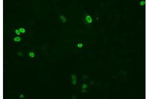 Anti-XRCC1 mouse monoclonal antibody (ABIN2453798) immunofluorescent staining of COS7 cells transiently transfected by pCMV6-ENTRY XRCC1 (RC204952). (XRCC1 antibody)