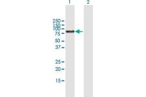 Western Blot analysis of BMP1 expression in transfected 293T cell line by BMP1 MaxPab polyclonal antibody. (BMP1 antibody  (AA 1-622))