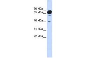 Image no. 1 for anti-Mannosidase, Alpha, Class 1A, Member 2 (MAN1A2) (AA 468-517) antibody (ABIN6740988) (MAN1A2 antibody  (AA 468-517))
