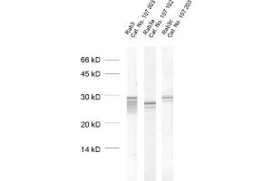 dilution: 1 : 1000, sample: crude synaptosomal fraction of rat brain (P2) (RAB3A antibody  (AA 154-227))