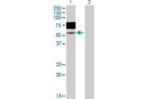 Western Blot analysis of WASF3 expression in transfected 293T cell line by WASF3 MaxPab polyclonal antibody. (WASF3 antibody  (AA 1-499))