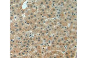 IHC-P analysis of liver tissue, with DAB staining. (Biglycan antibody  (AA 243-369))