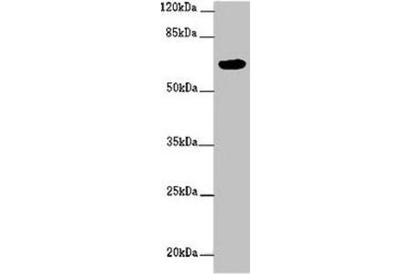 FBXW5 antibody  (AA 265-494)