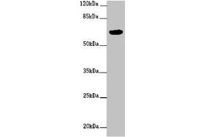 FBXW5 antibody  (AA 265-494)