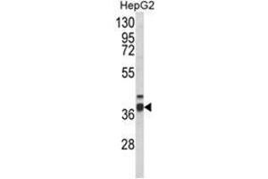 Western blot analysis of PECI Antibody (C-term) in HepG2 cell line lysates (35ug/lane).