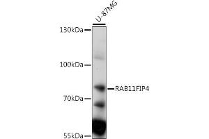 Western blot analysis of extracts of U-87MG cells, using RFIP4 antibody (ABIN7269788) at 1:1000 dilution. (RAB11FIP4 antibody  (AA 338-637))