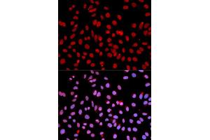 Immunofluorescence analysis of U2OS cells using POLR2J antibody (ABIN3015606, ABIN3015607, ABIN3015608 and ABIN6218969). (POLR2J antibody  (AA 1-117))