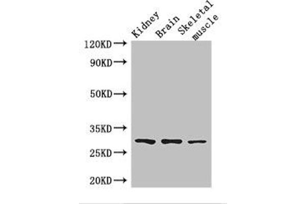 PLD6 antibody  (AA 1-252)