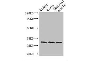Western Blot Positive WB detected in: Mouse kidney tissue, Mouse brain tissue, Mouse skeletal muscle tissue All lanes: PLD6 antibody at 2. (PLD6 antibody  (AA 1-252))