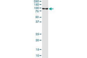 Immunoprecipitation of DEAF1 transfected lysate using anti-DEAF1 monoclonal antibody and Protein A Magnetic Bead , and immunoblotted with DEAF1 MaxPab rabbit polyclonal antibody. (DEAF1 antibody  (AA 466-564))