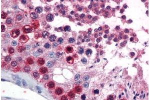 Human Testis (formalin-fixed, paraffin-embedded) stained with ATF7 antibody ABIN351459 at 3. (ATF7 antibody  (AA 482-494))