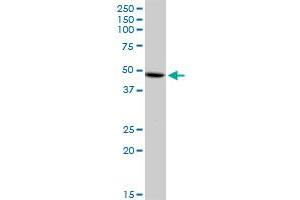 Western Blotting (WB) image for anti-Dyslexia Susceptibility 1 Candidate 1 (DYX1C1) (AA 1-381) antibody (ABIN531117)