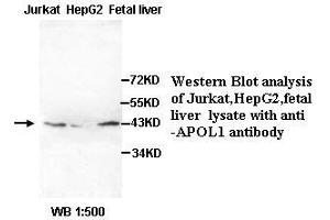 Image no. 2 for anti-Apolipoprotein L, 1 (APOL1) (AA 39-53) antibody (ABIN791085) (APOL1 antibody  (AA 39-53))