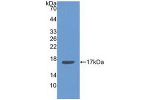 Detection of Recombinant ANXA3, Human using Polyclonal Antibody to Annexin A3 (ANXA3) (Annexin A3 antibody  (AA 26-160))