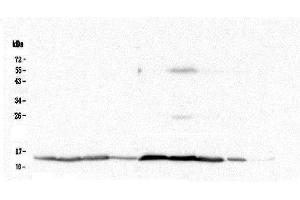 Western blot analysis of Cytochrome C using anti-Cytochrome C antibody (ABIN5693008). (Cytochrome C antibody  (AA 2-105))