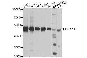 Western blot analysis of extracts of various cell lines, using EEF1A1 antibody. (eEF1A1 antibody  (AA 123-462))