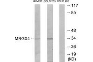 Western Blotting (WB) image for anti-MAS-Related GPR, Member X4 (MRGPRX4) (AA 271-320) antibody (ABIN2890900) (MRGPRX4 antibody  (AA 271-320))