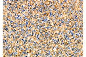 ABIN6259797 and ABIN6277038 at 1/100 staining Mouse kidney tissue by IHC-P. (ADH5 antibody  (C-Term))